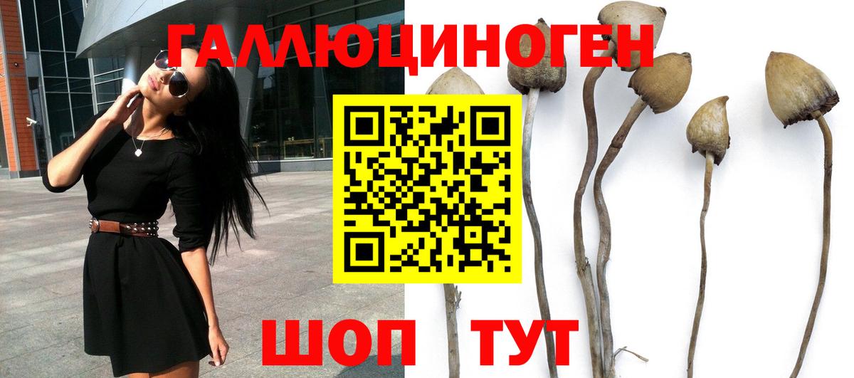 Галлюциногенные грибы Psilocybe Карабулак