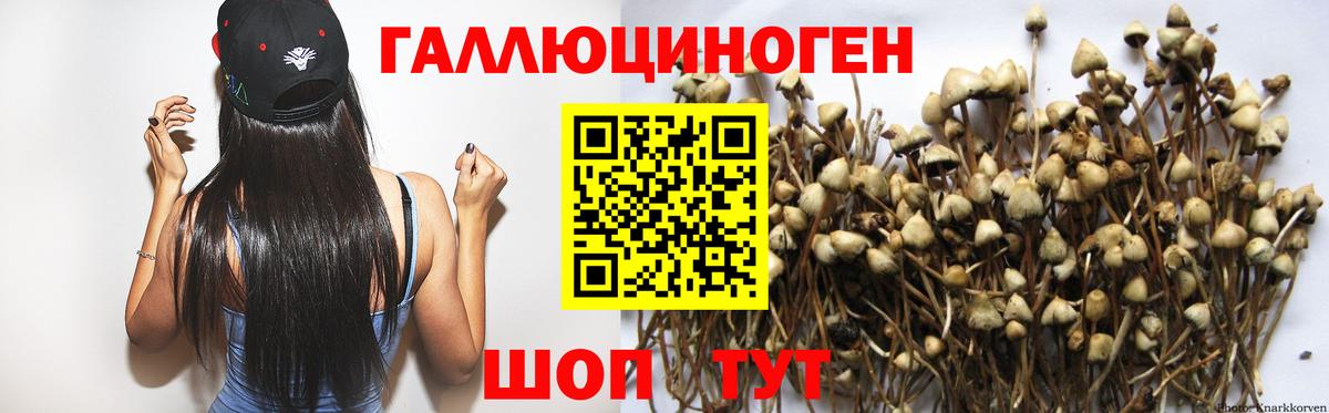 дарнет шоп  Вход с VPN  Карабулак  Псилоцибиновые грибы Psilocybe 